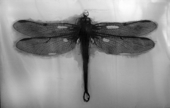 Irradiante (2010)